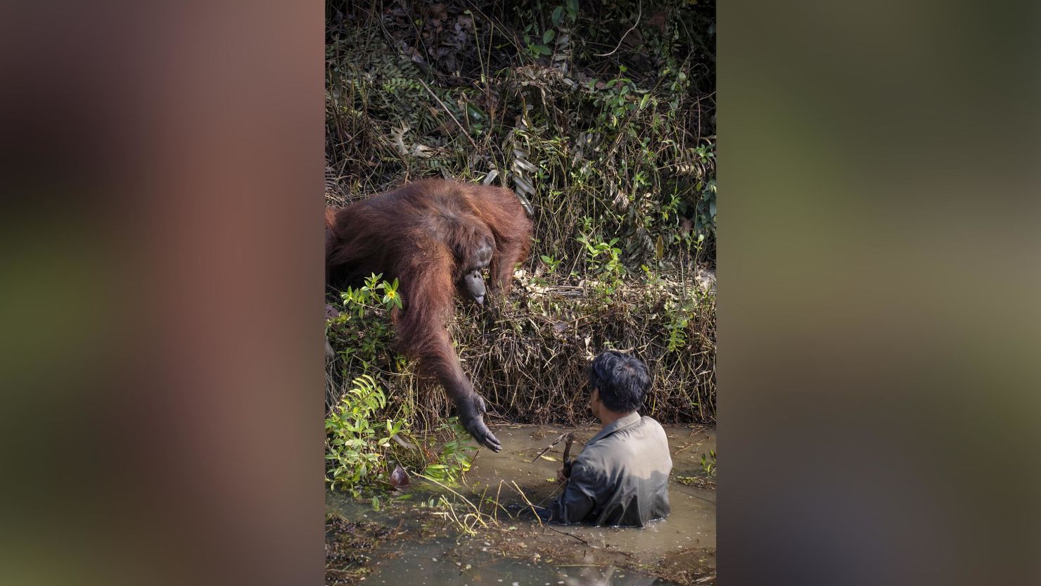 The orangutan held out its hand to the man, who was clearing snakes from a river as part of efforts to protect the endangered apes.
